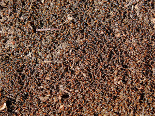 Large brown forest ants. A huge number of insects. Background.
