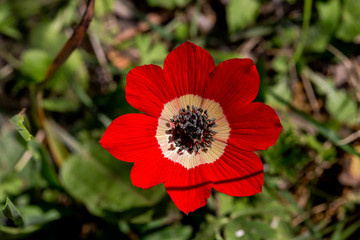 Spring, red anemone (Anemone coronaria) grows in a meadow close-up