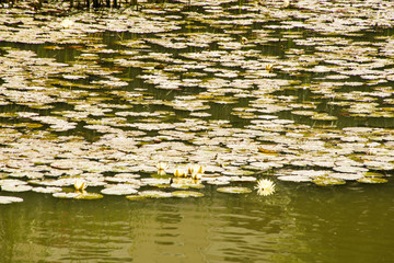 Obraz na płótnie Canvas water lilies in the pond