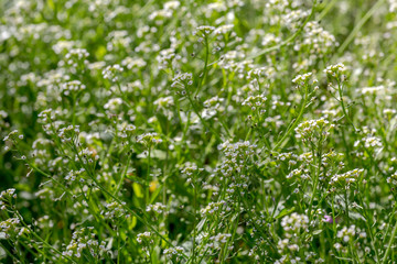 Fototapeta na wymiar Useful, medicinal plant (Barbarea vulgaris) grows on a meadow