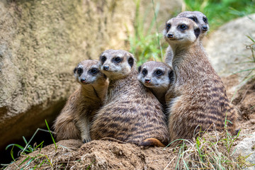 Fototapeta premium Portrait of Meerkat Suricata suricatta, African native animal, small carnivore.