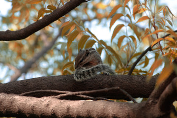 A squirrel on the tree cleaning its tail