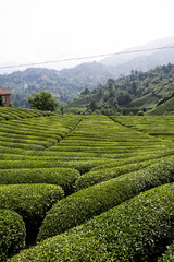 black sea tea field