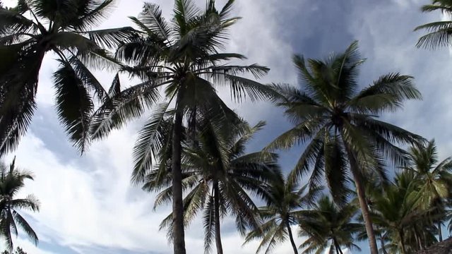 View from below to the top of palm trees on background of blue sky and white clouds on islands of Republic of Philippines.