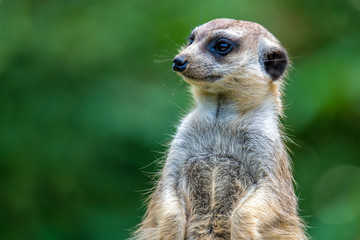 Portrait of Meerkat Suricata suricatta, African native animal, small carnivore.