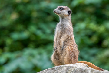 Fototapeta premium Portrait of Meerkat Suricata suricatta, African native animal, small carnivore.