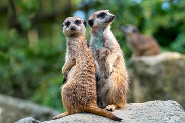 Portrait of Meerkat Suricata suricatta, African native animal, small carnivore.