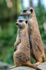 Portrait of Meerkat Suricata suricatta, African native animal, small carnivore.