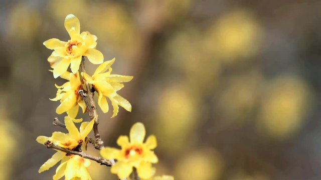 臘月（ろうげつ＝旧暦12月）に咲くまるで蝋細工のような花「蝋梅」