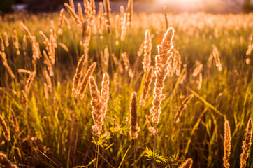 Meadow spikelets on a background of sunset.