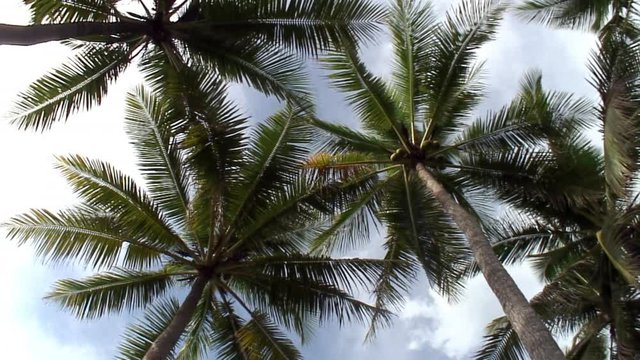View from below to the top of palm trees on background of blue sky and white clouds on islands of Republic of Philippines.