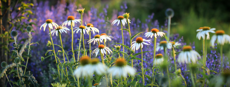 Wei&szlig;er Scheinsonnenhut / Echinacea als Banner