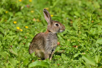 Naklejka na ściany i meble Wild Rabbit (Oryctolagus cuniculus) sitting in a field.