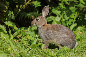 Wild Rabbit (Oryctolagus cuniculus) sitting in a field.