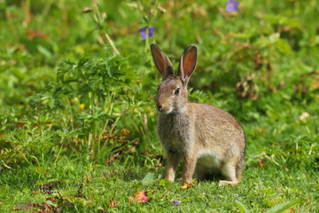 Wild Rabbit (Oryctolagus cuniculus) sitting in a field.