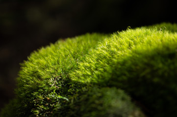 moss, Springbrook National Park