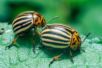 Crop pest, the Colorado potato beetle sits on the leaves of potatoes