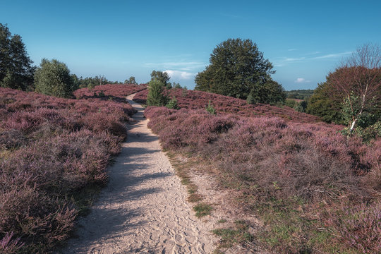 Sandy path through the heaths in the Veluwe National Park during sunset