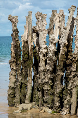Big breakwater, 3000 trunks to defend the city from the tides  in Saint-Malo, Ille-et-Vilaine,...