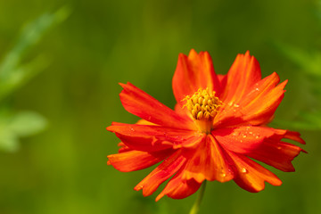 夏の雨の後のコスモスの花