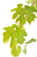 Vine leaves on a white background