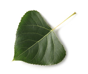 Green poplar tree leaf with stalk isolated on white background, top view