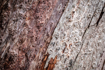tree trunk, Bark Texture