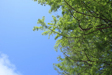 파란 하늘과 나무