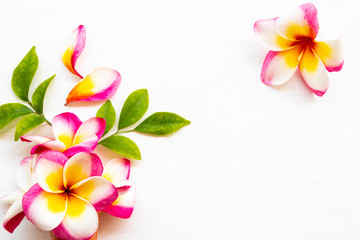 colorful flowers frangipani local flora of asia in spring season arrangement  flat lay postcard style on background white