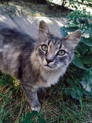 Cat, cats eyes, pet, green eyes of the cat