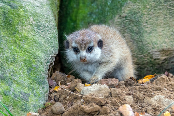 Fototapeta premium Portrait of baby Meerkat Suricata suricatta, African native animal, small carnivore.