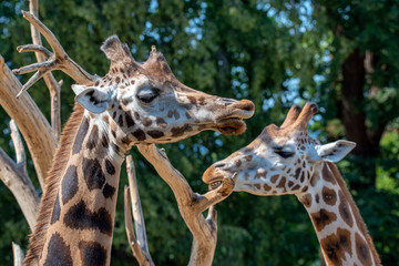 Closeup view of giraffe face 