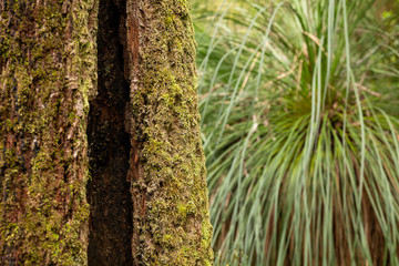 tree trunk, Bark Texture