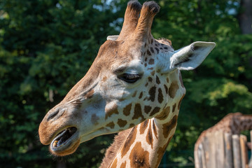 Closeup view of giraffe face 