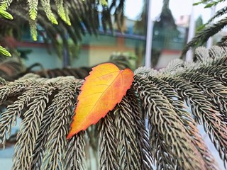 palm tree branch keeping A red and Orange Leaf