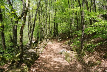 Path in a forest in Brittany