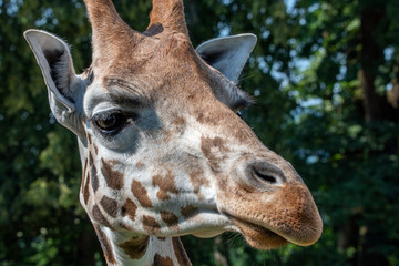 Closeup view of giraffe face 