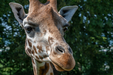 Closeup view of giraffe face 