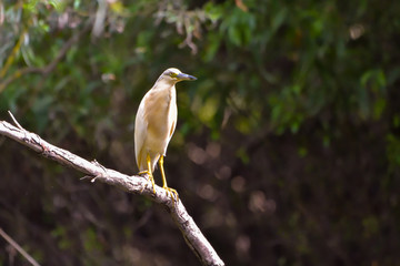 The squacco heron (Ardeola ralloides) in the Danube Delta Biosphere Reserve in Romania