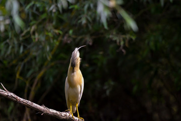 The squacco heron (Ardeola ralloides) in the Danube Delta Biosphere Reserve in Romania