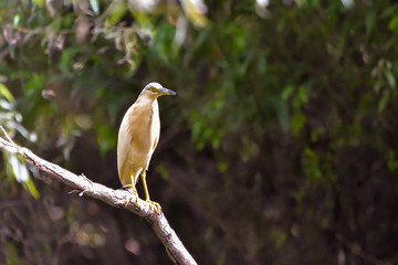 The squacco heron (Ardeola ralloides) in the Danube Delta Biosphere Reserve in Romania