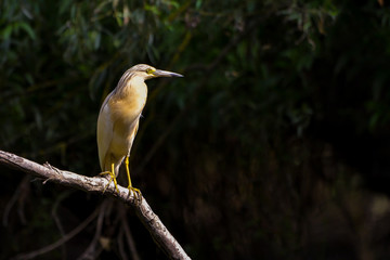 The squacco heron (Ardeola ralloides) in the Danube Delta Biosphere Reserve in Romania