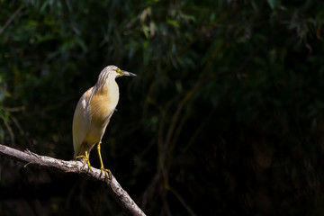 The squacco heron (Ardeola ralloides) in the Danube Delta Biosphere Reserve in Romania