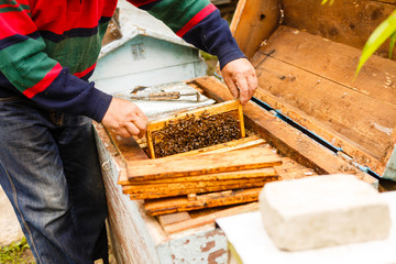 Beekeeper holding a frame of honeycomb