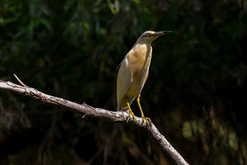 The squacco heron (Ardeola ralloides) in the Danube Delta Biosphere Reserve in Romania