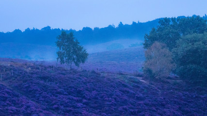 Heide in Posbank im Morgengrauen mit Nebel