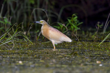 The squacco heron (Ardeola ralloides) in the Danube Delta Biosphere Reserve in Romania