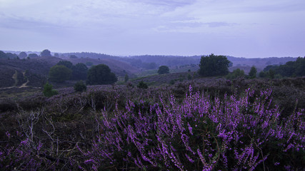 Heide in Posbank im Morgengrauen mit Nebel