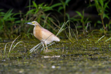 The squacco heron (Ardeola ralloides) in the Danube Delta Biosphere Reserve in Romania