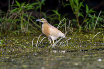 The squacco heron (Ardeola ralloides) in the Danube Delta Biosphere Reserve in Romania